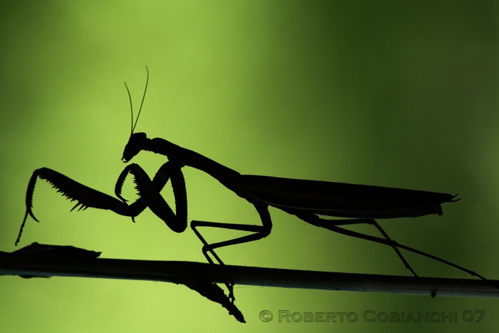 Mantide - Mantis religiosa